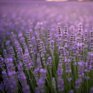 Aromaterapi med Lavendel