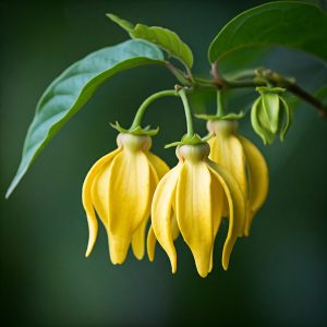 Aromaterapi med Ylang Ylang